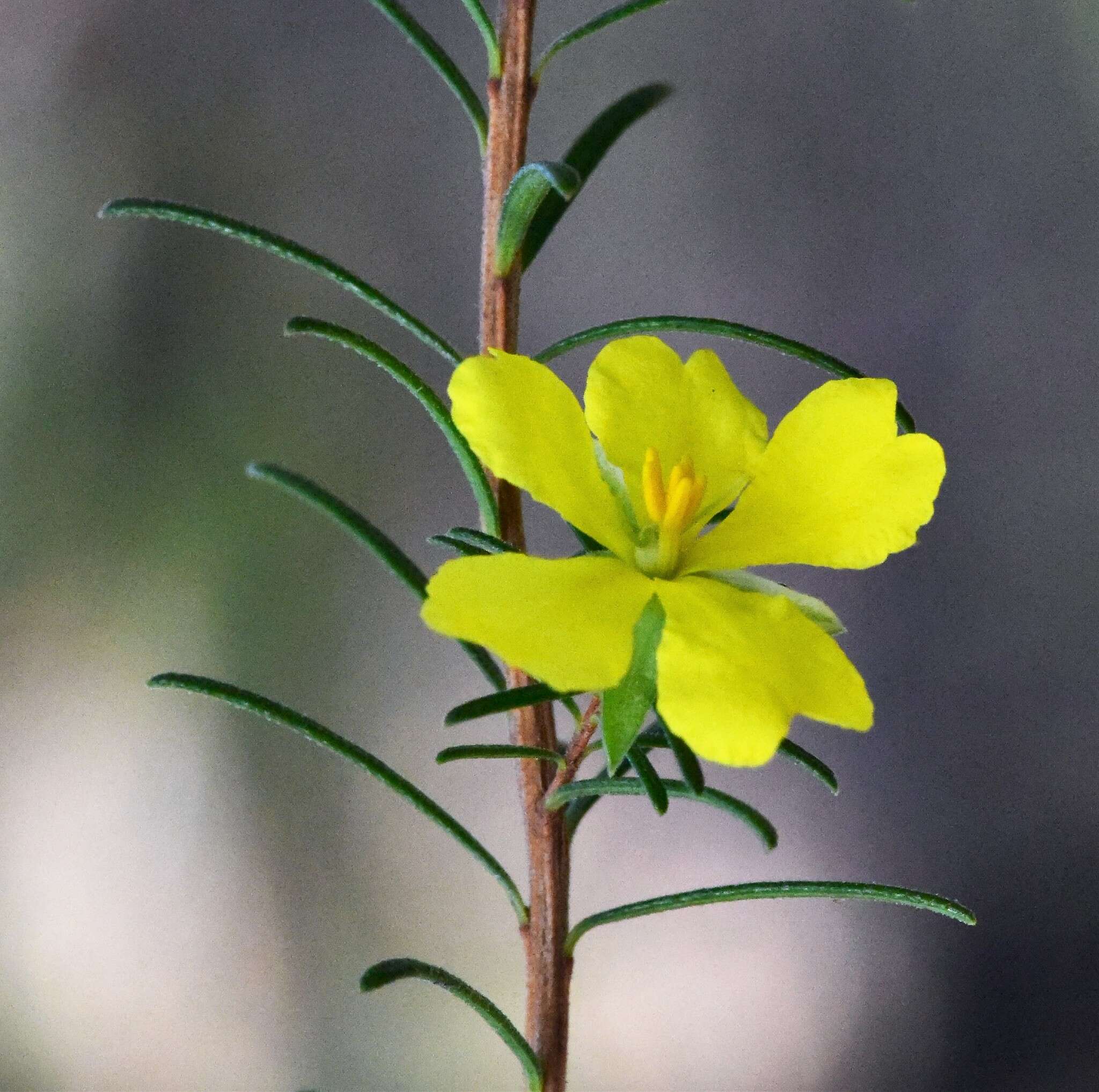 Hibbertia stricta subsp. stricta resmi