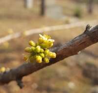 Image of Bursera ariensis (Kunth) Mc Vaugh & Rzedowski