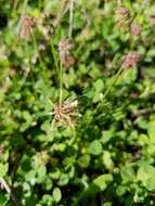 Image of Carolina clover