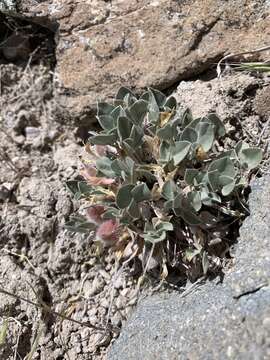 Astragalus loanus Barneby的圖片