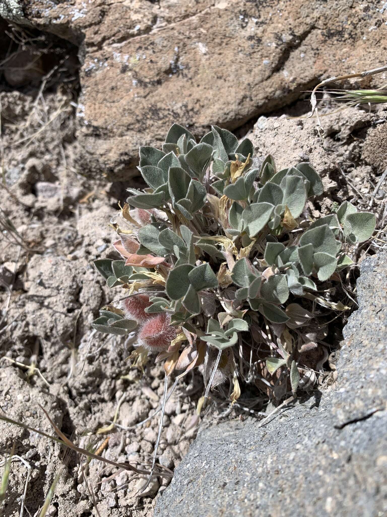 Imagem de Astragalus loanus Barneby