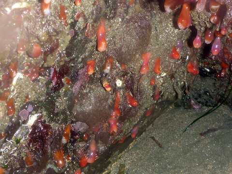 Image of Strawberry anemones