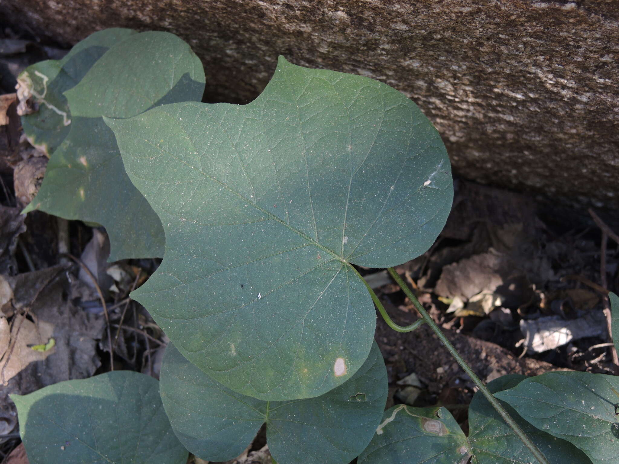 Plancia ëd Ipomoea ampullacea Fern.