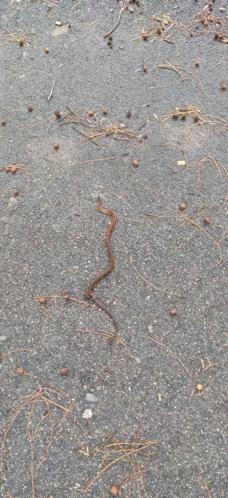 Image of Black-headed Collared Snake