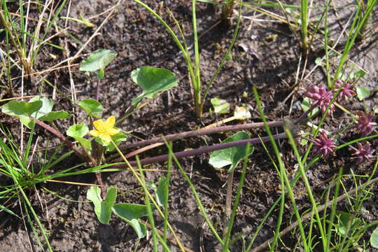 Image of Caltha palustris subsp. violacea (Khokhr.) A. N. Luferov