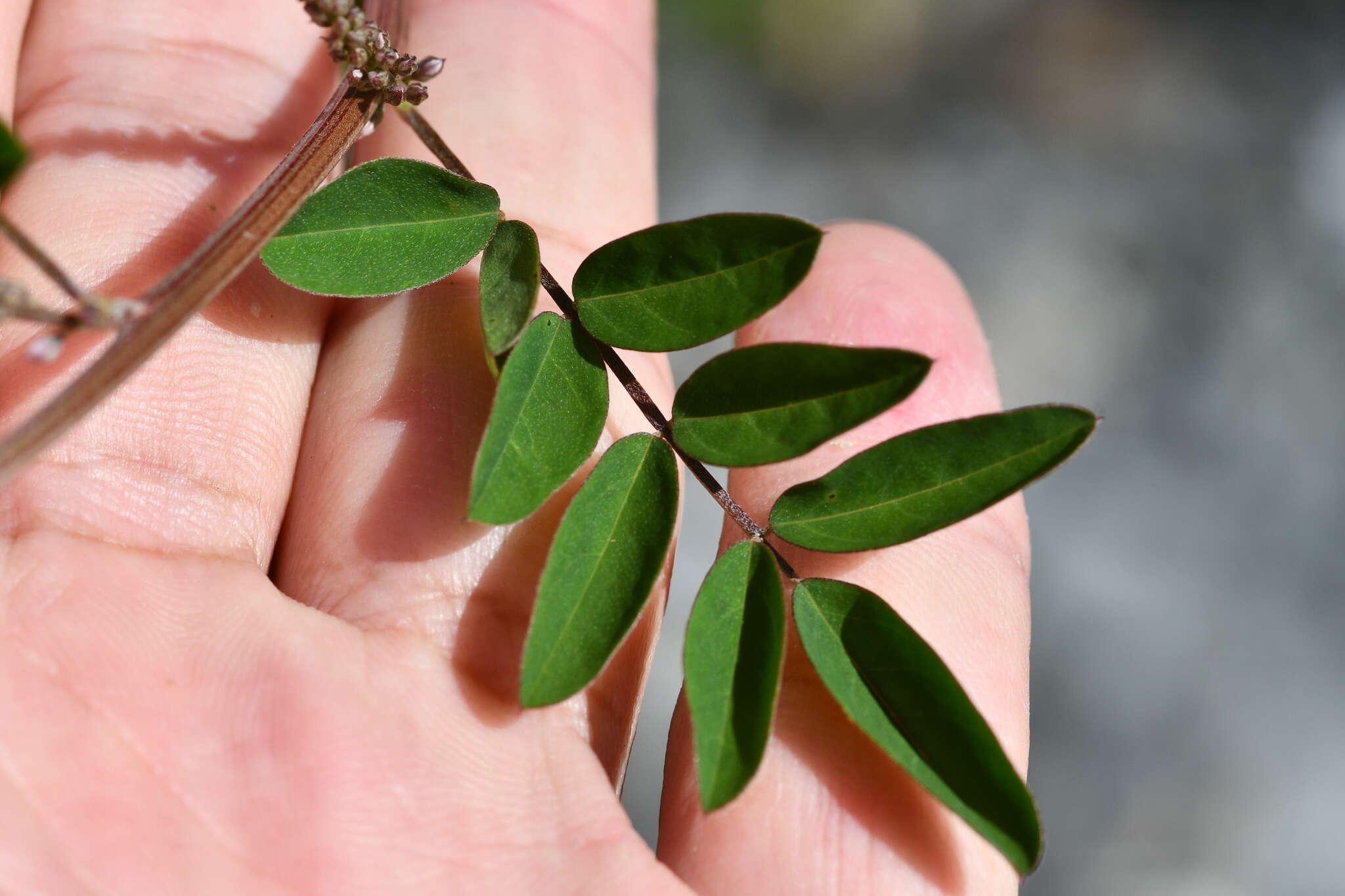 Image de Indigofera pseudotinctoria Matsum.