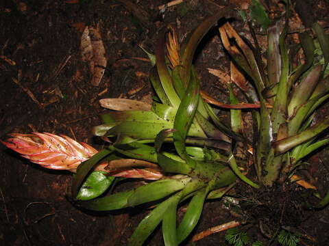 Image of Tillandsia multicaulis Steud.