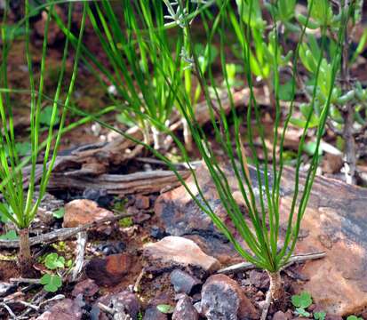 Image of Drimia multifolia (G. J. Lewis) Jessop