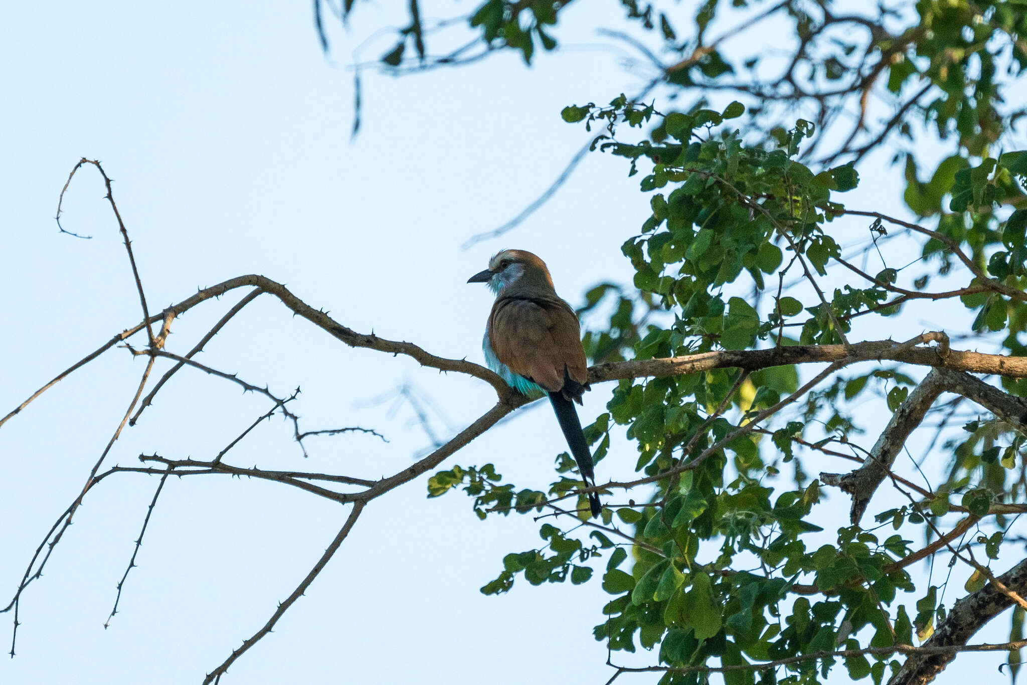 Image of Racket-tailed Roller