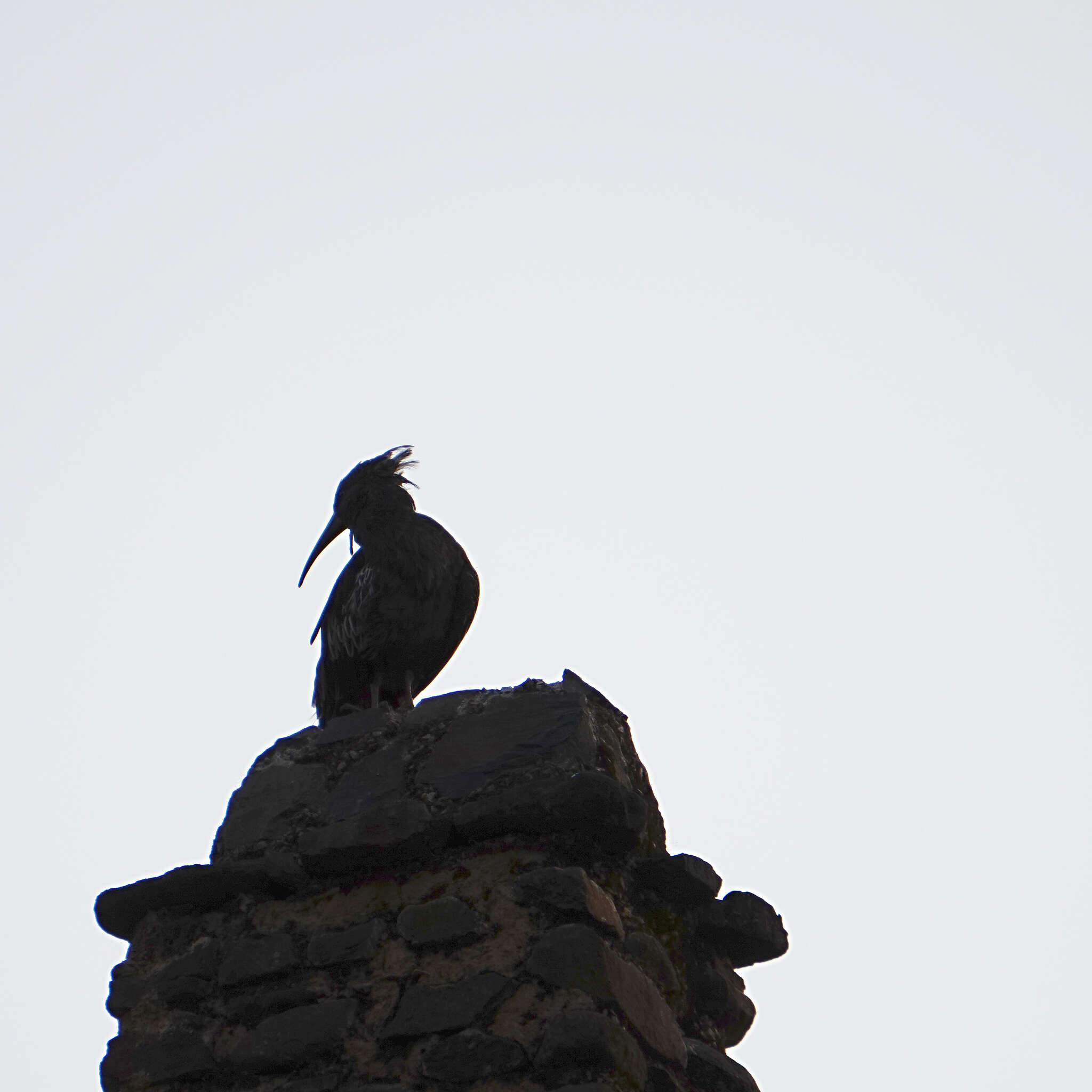 Image of Wattled Ibis