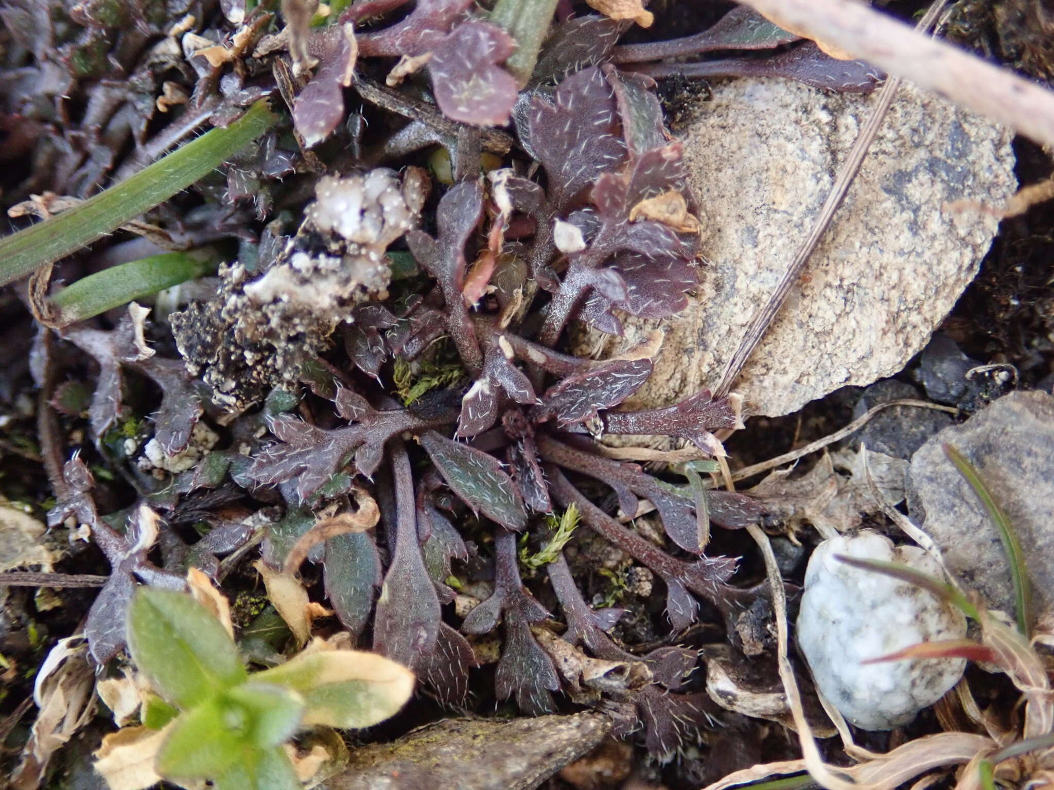 Sivun Lepidium oxycarpum Torr. & A. Gray kuva