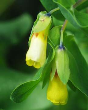 Cerinthe major subsp. major resmi