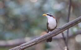 Image of White-browed Scimitar Babbler