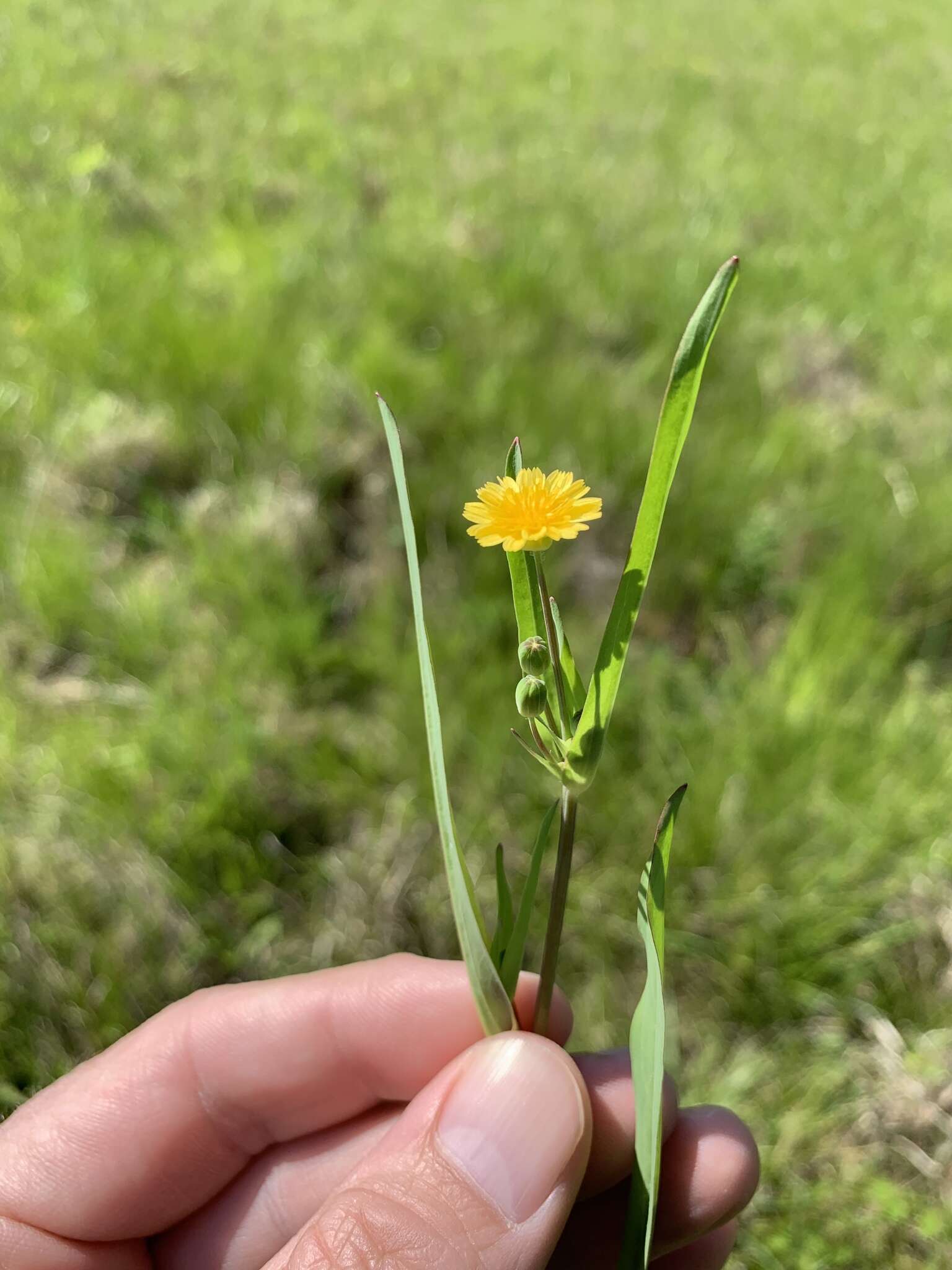 Image of Dwarf Dandelion