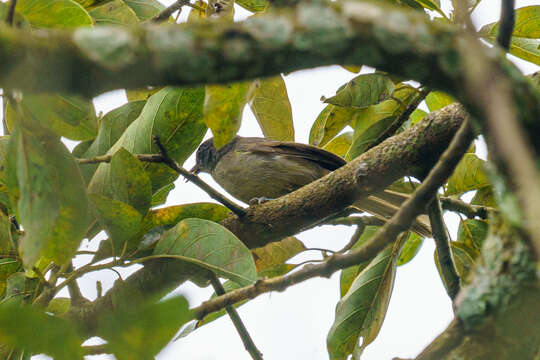 Phyllastrephus flavostriatus (Sharpe 1876) resmi