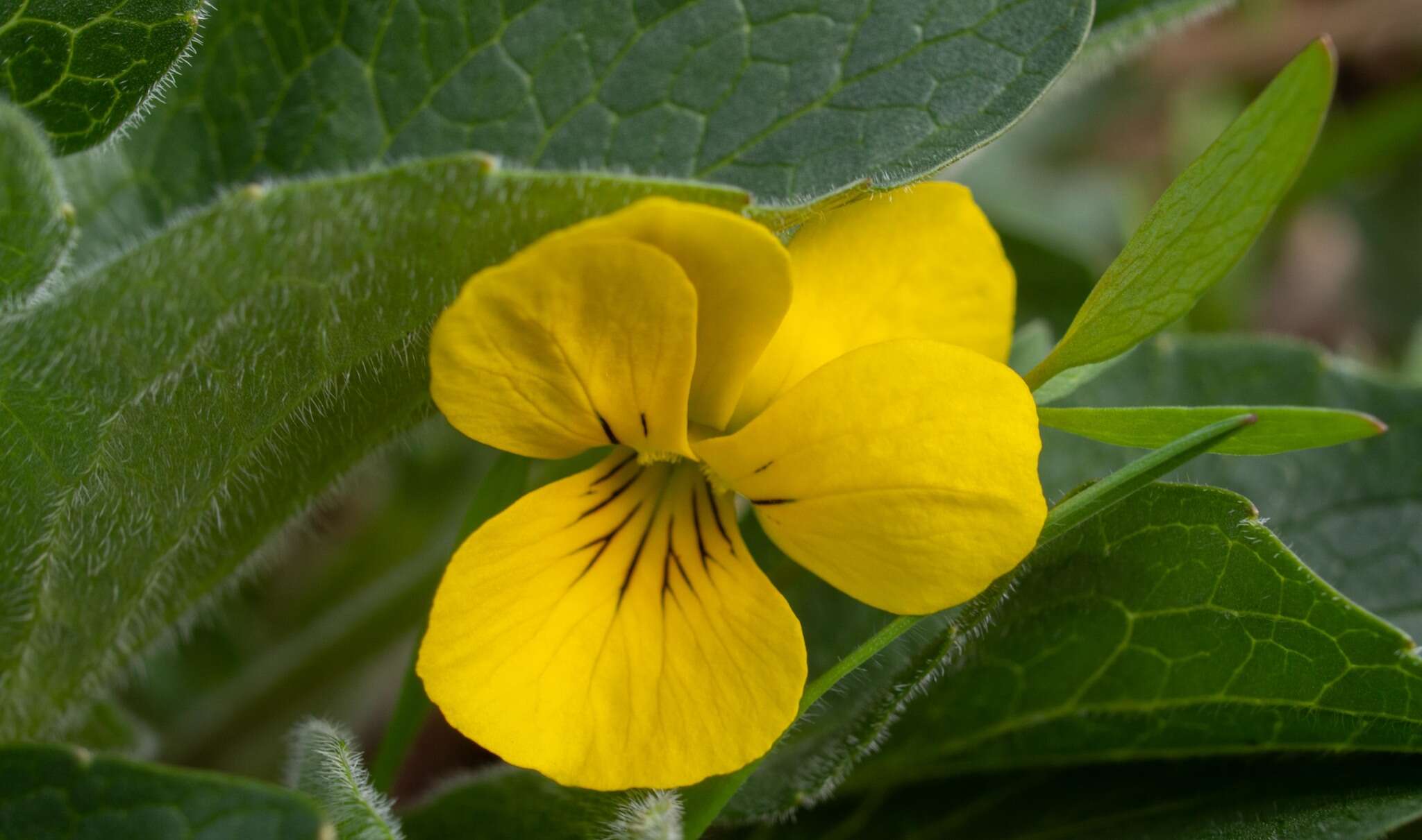 Image of canary violet