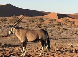 Image of Grazing antelope