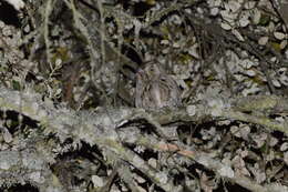 Image of Eurasian Scops Owl