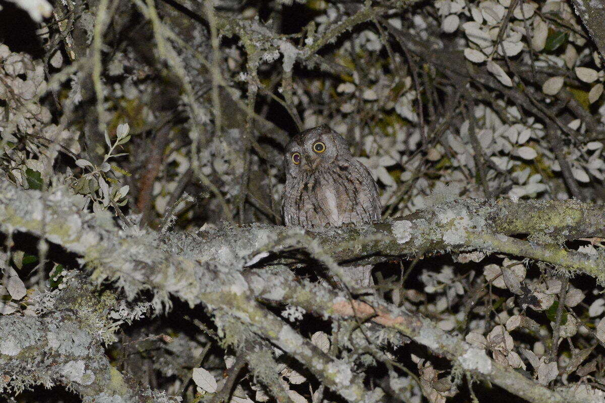 Image of Eurasian Scops Owl