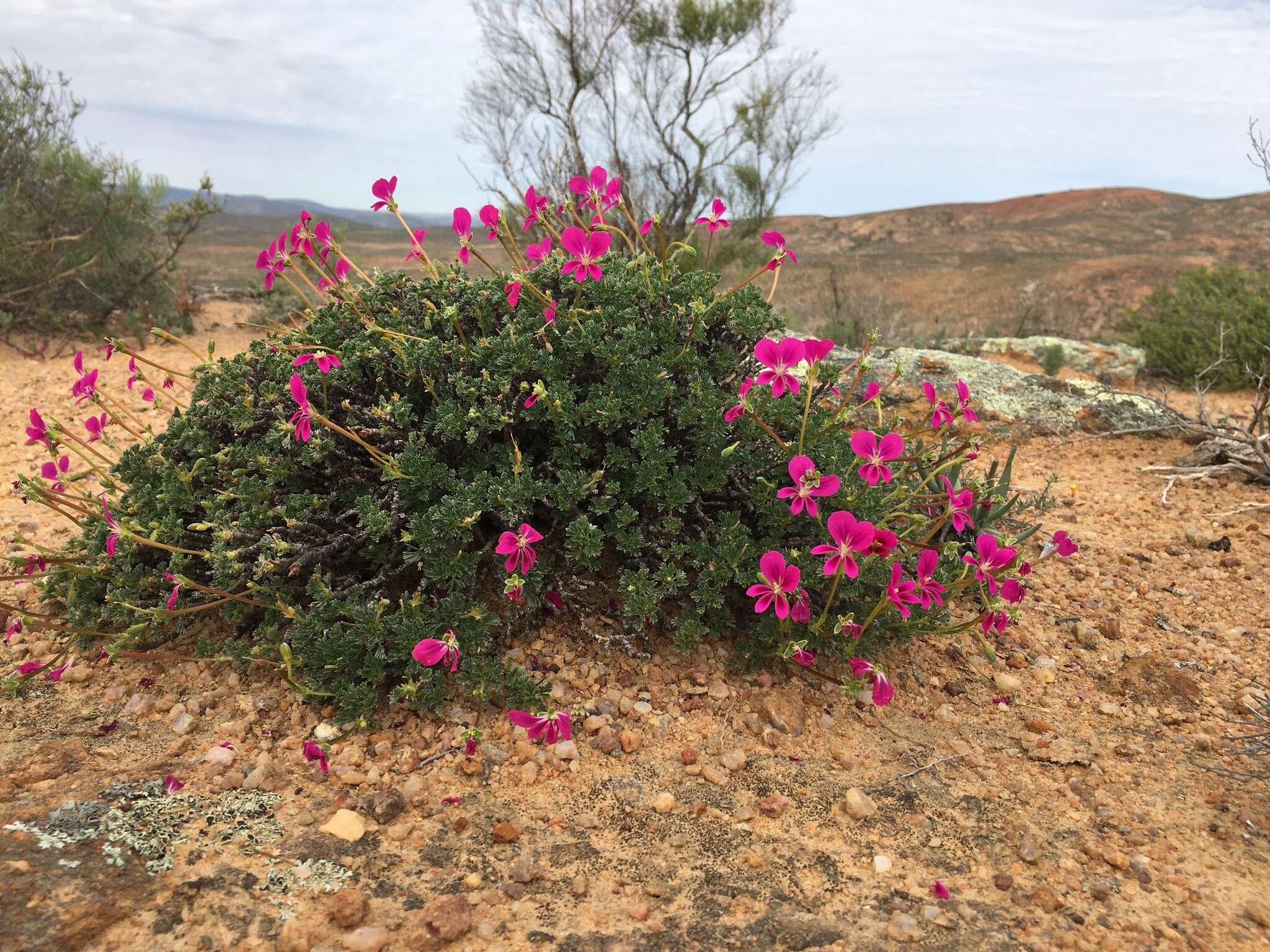 Image of Pelargonium sericifolium J. J. A. Van der Walt