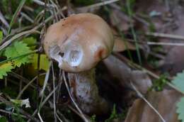 Image of Gomphidius maculatus (Scop.) Fr. 1838