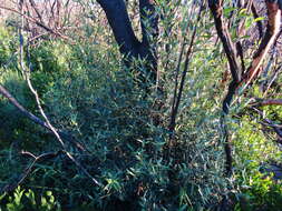 Image of African olive