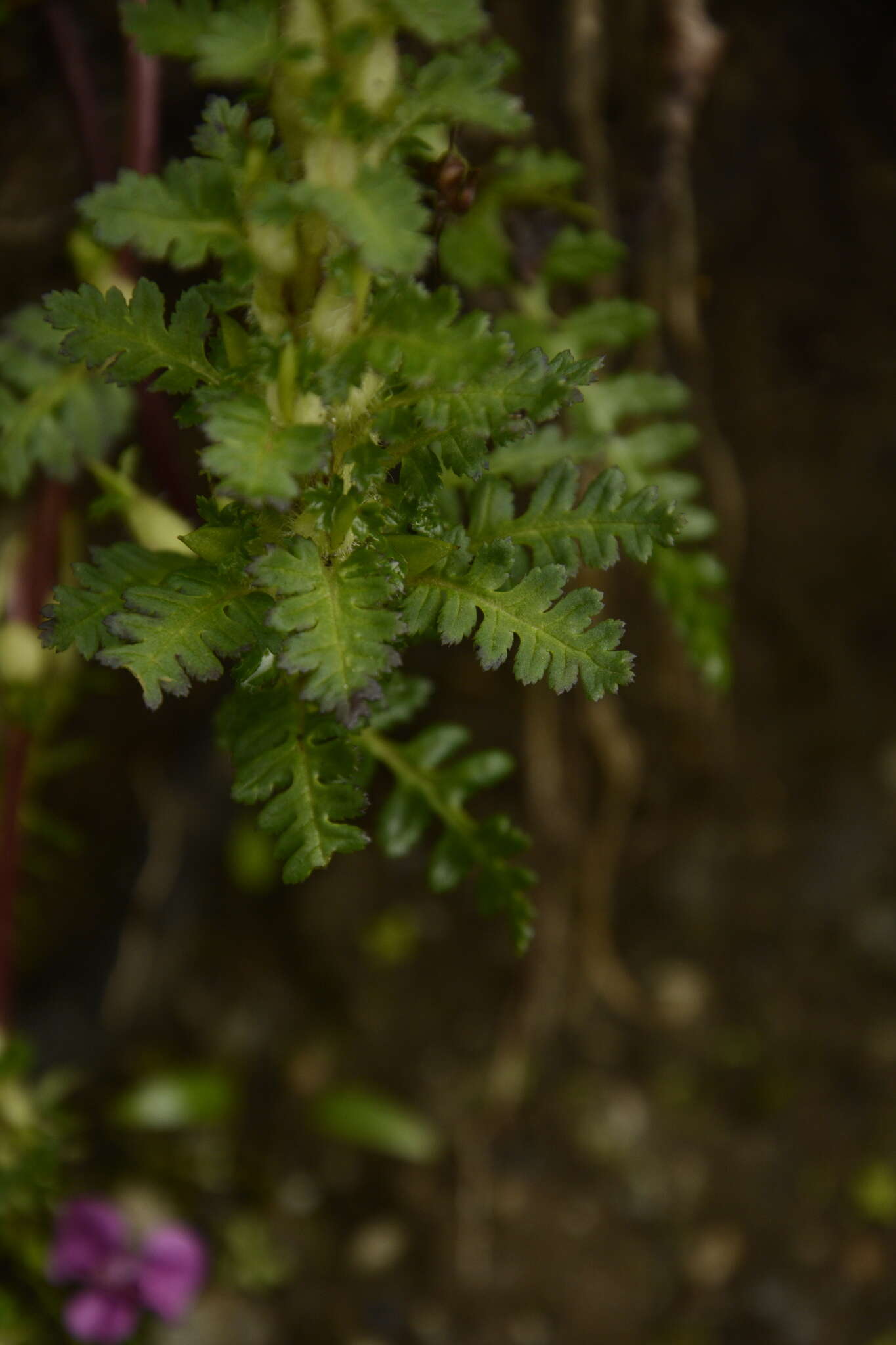 Imagem de Pedicularis punctata Decne.