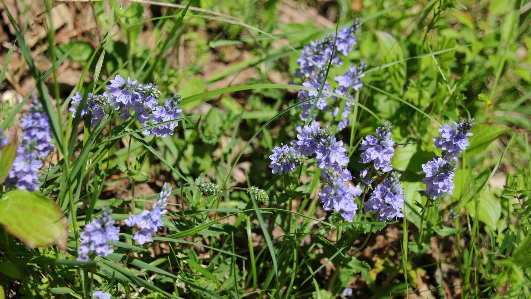 Image of Veronica orsiniana Ten.