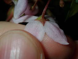 Image of Boronia floribunda Sieber ex Spreng.