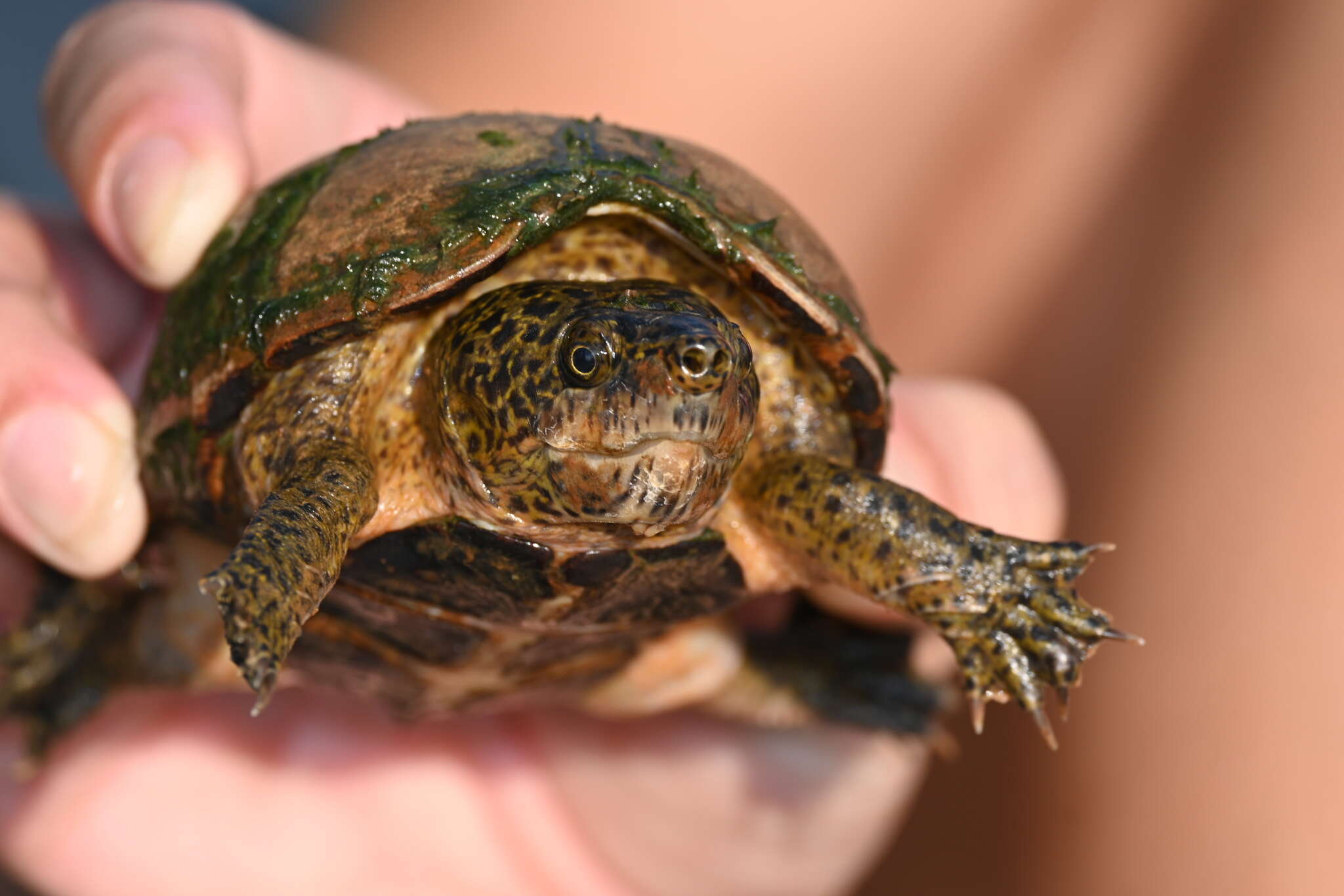 Image of Sternotherus intermedius (Scott, Glenn & Rissler 2017)