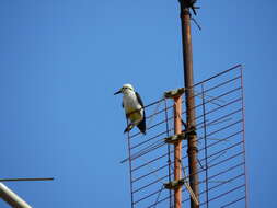 Image of White Woodpecker