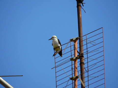 Image of White Woodpecker