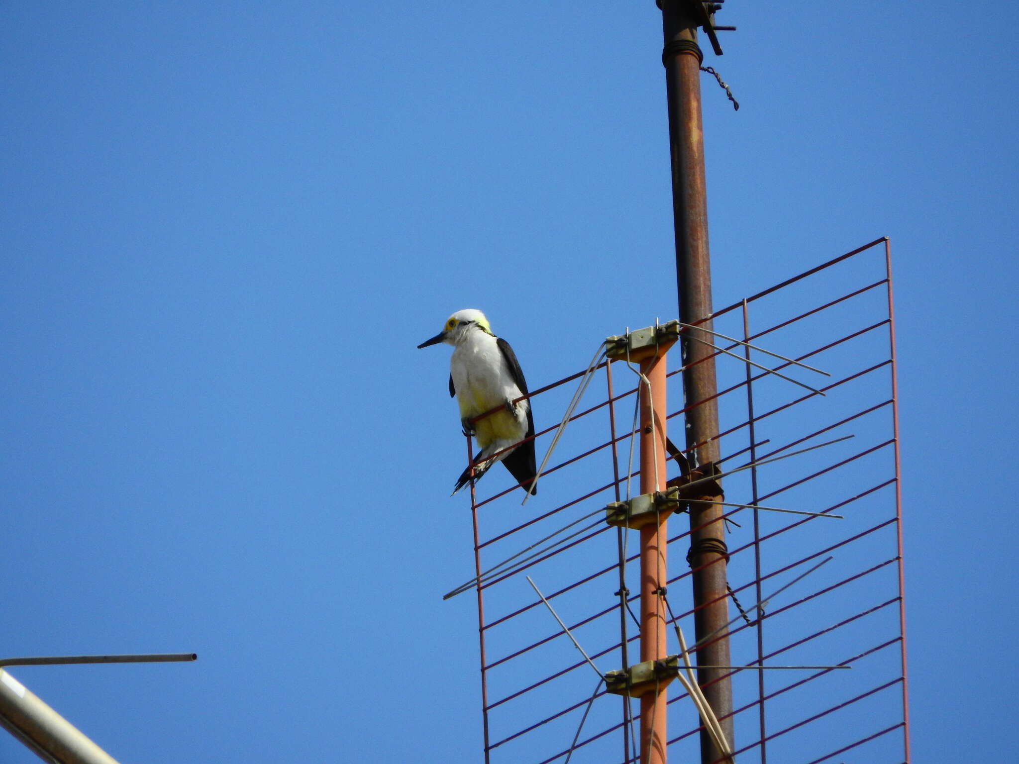 Image of White Woodpecker