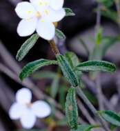 Image of Asterolasia drummondii Paul G. Wilson