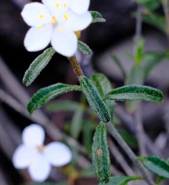 Image of Asterolasia drummondii Paul G. Wilson