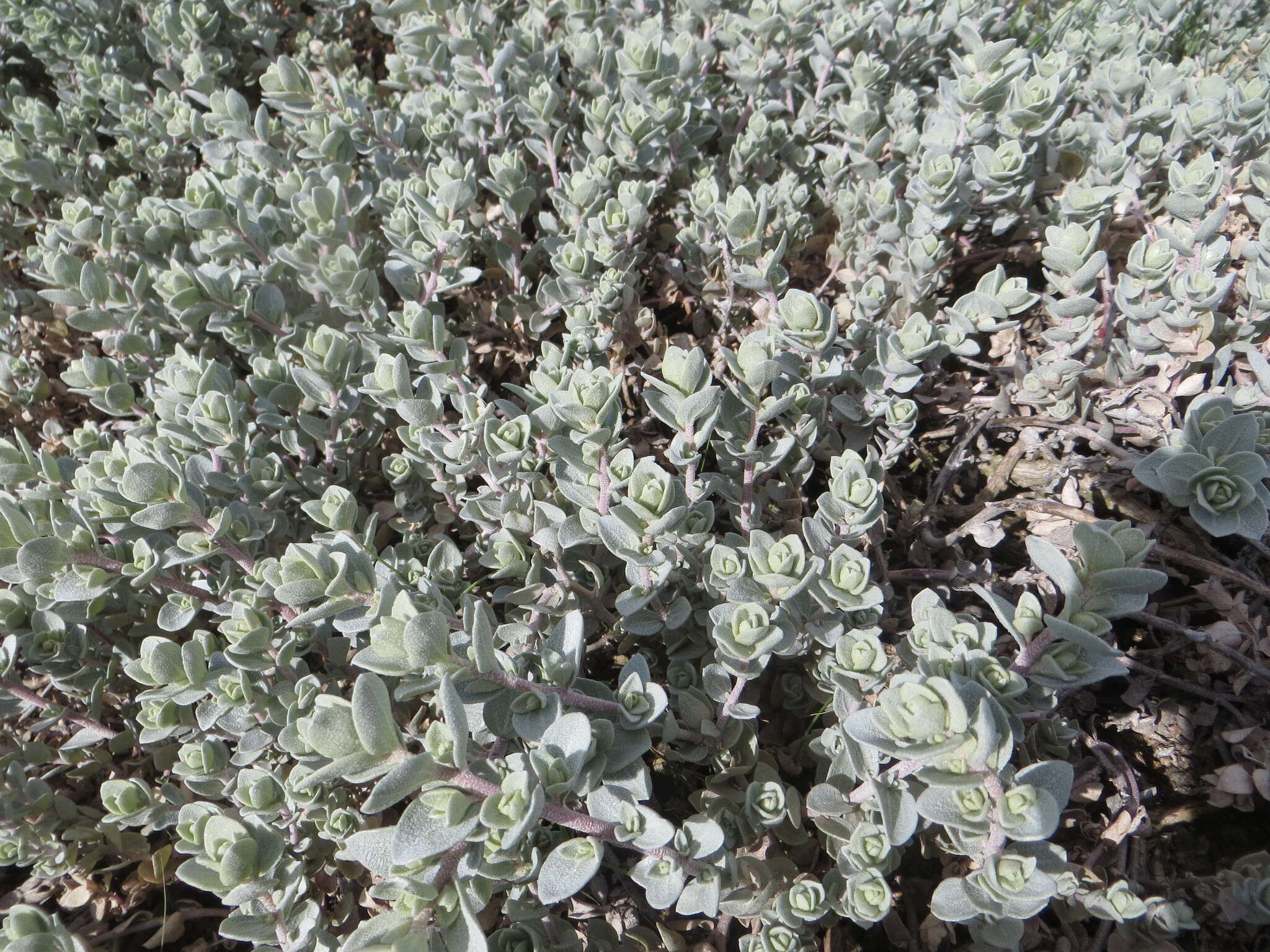 Image of beach saltbush