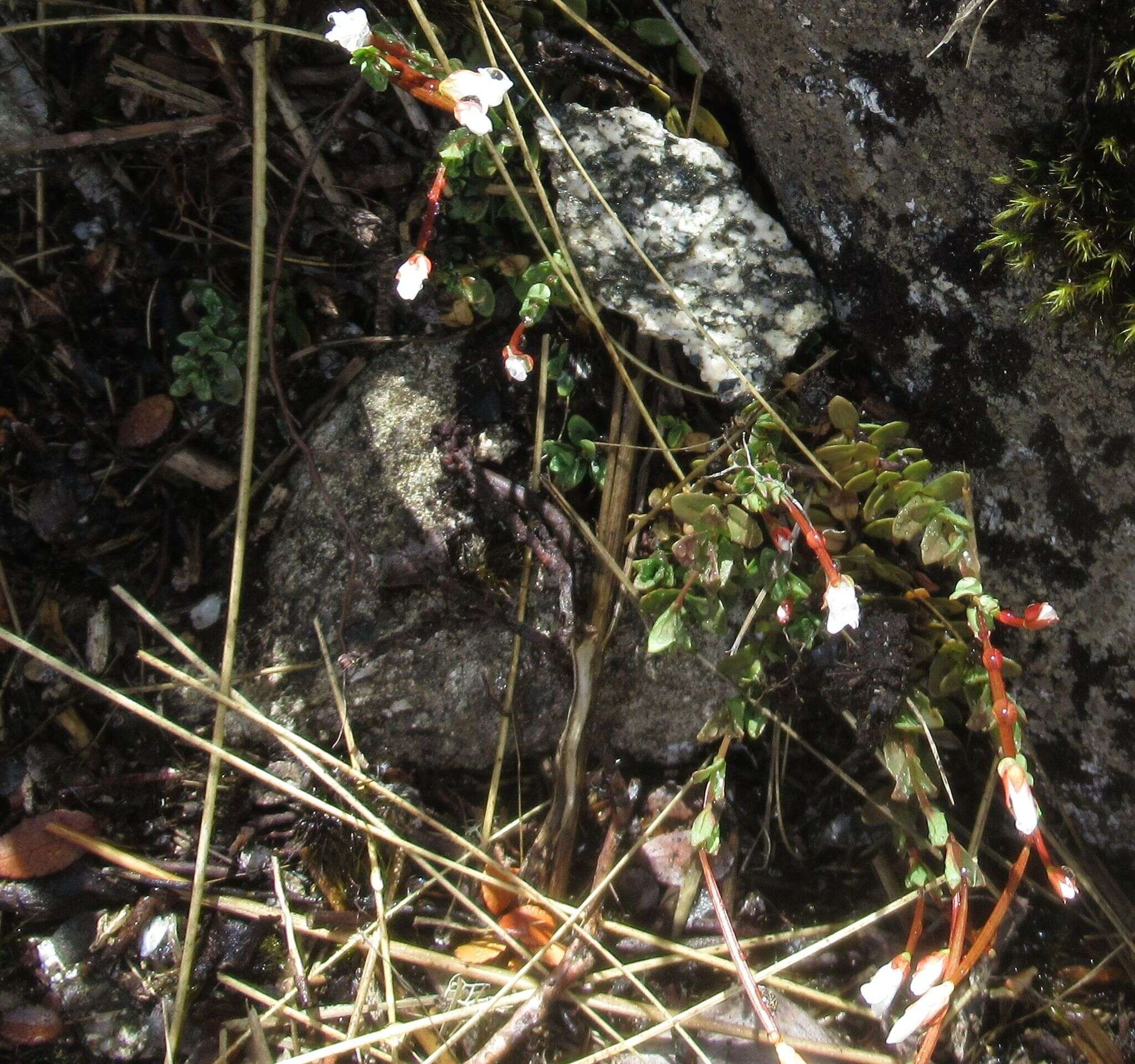 Image of Epilobium alsinoides subsp. atriplicifolium (A. Cunn.) Raven & Engelhorn