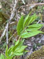 Imagem de Euonymus occidentalis subsp. occidentalis