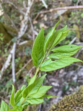 Image of western burning bush