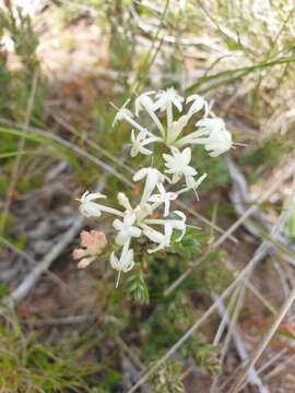 Image of Pimelea axiflora subsp. alpina (Benth.) Threlfall