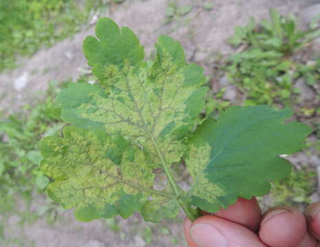 Peronospora chelidonii Miyabe 1931 resmi