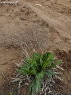 Image of Limonium narbonense Miller