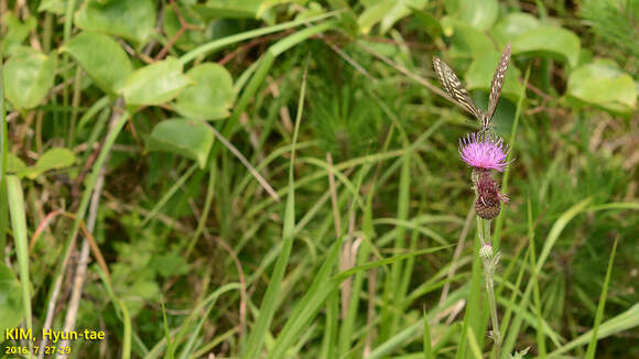 Papilio xuthus Linnaeus 1767 resmi