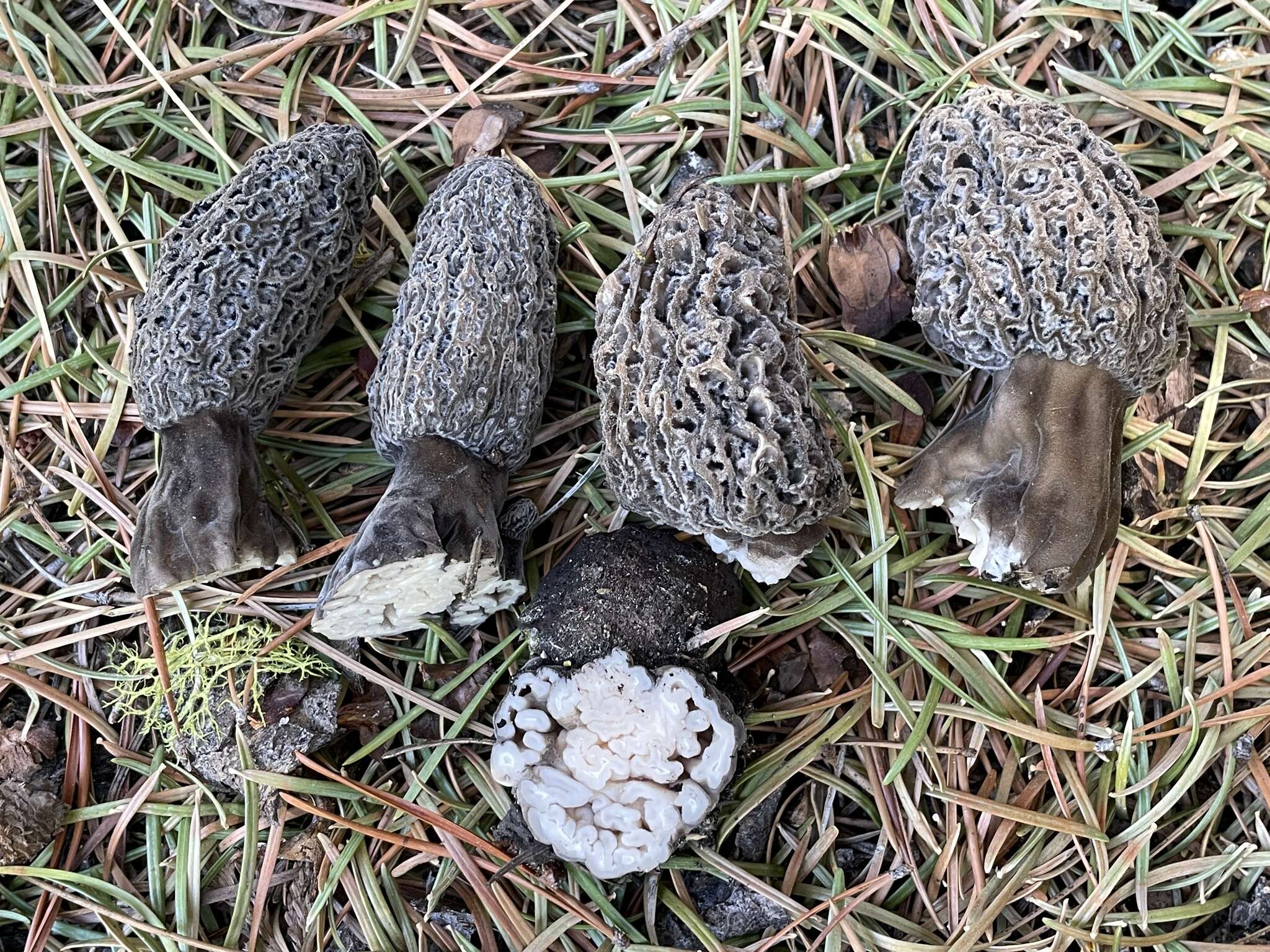 Image of Morchella tomentosa M. Kuo 2008