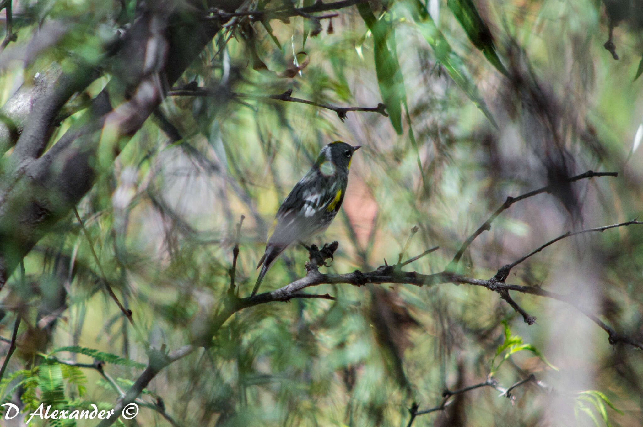 Image of Setophaga coronata auduboni (J. K. Townsend 1837)