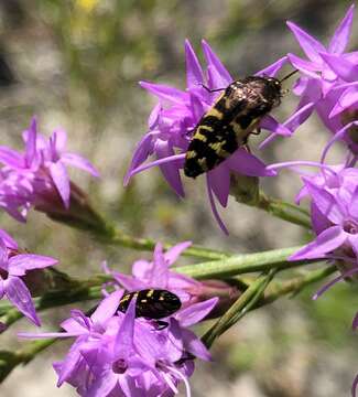 Sivun Acmaeodera pulchella (Herbst 1801) kuva