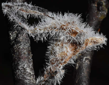 Image of Tilachlidium brachiatum (Batsch) Petch 1941