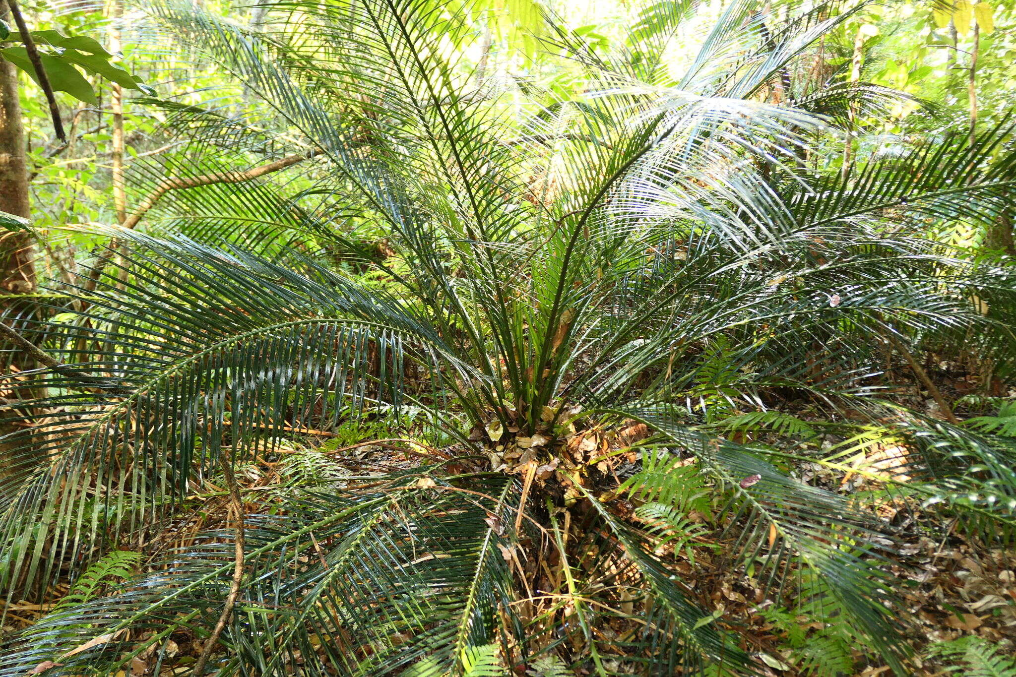 Image of Macrozamia miquelii (F. Muell.) A. DC.