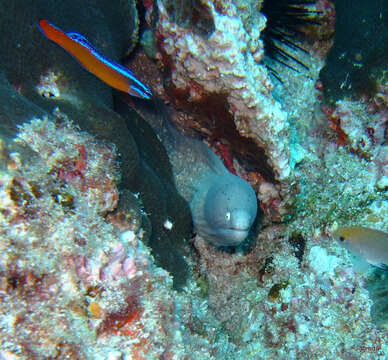 Plancia ëd Pseudochromis aldabraensis Bauchot-Boutin 1958