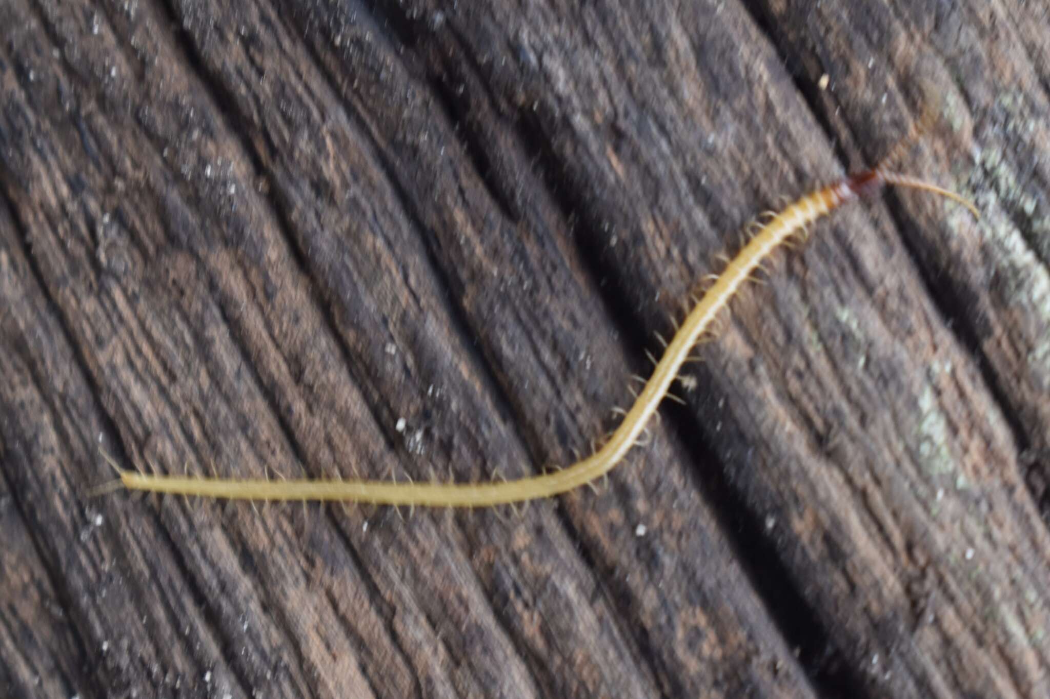 Image of Centipede